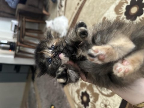 2 buçuk aylık british longhair yavrular