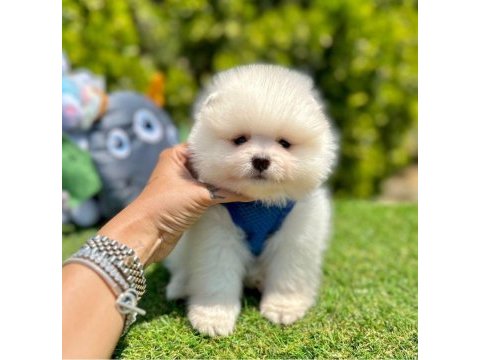 Sevimli pomeranian boo yavrularımız