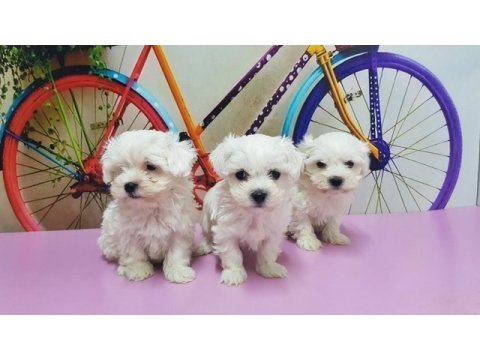 Maltese terrier yavru köpeğimiz