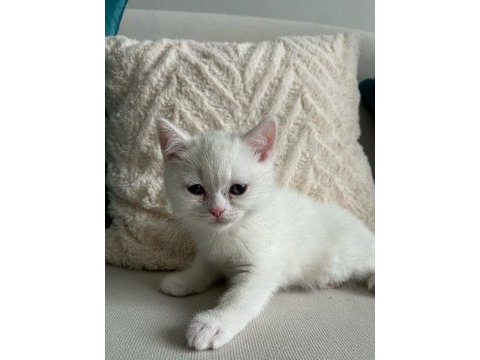 Çok tatlı british shorthair beyaz mavi gözlü