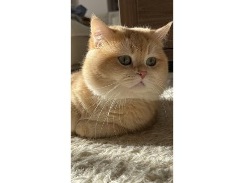 Babası şecereli golden kedilere yuva arıyoruz