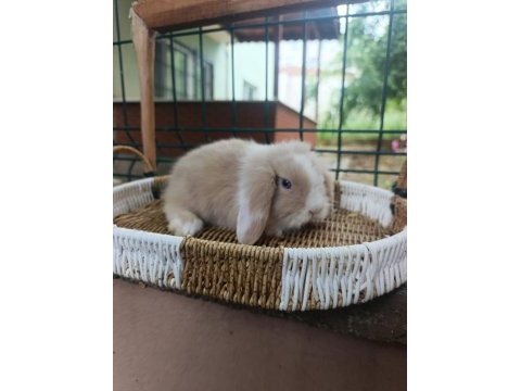 Hollanda teddy lop 1+1 takım tavşanlar