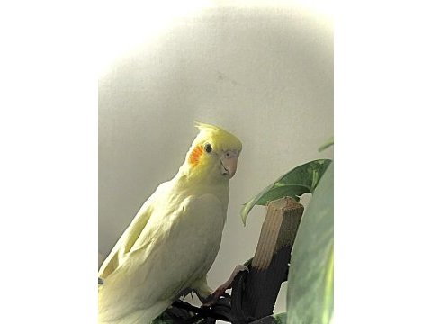 Yavru erkek sultan papağanı