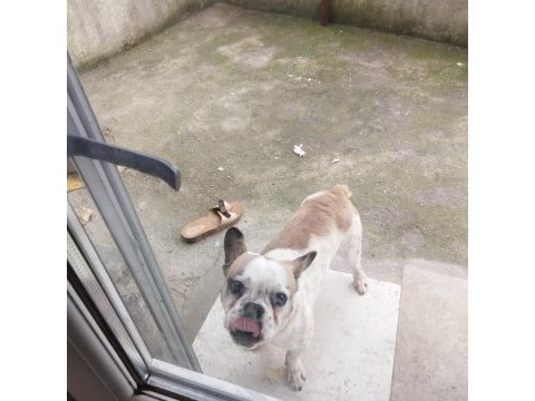 Oyuncu ve hareketli french bulldog