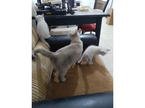 Mavi gözlü siyah burun ve kuyruklu british shorthair