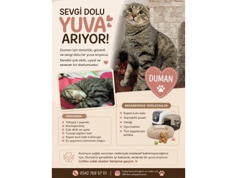 Ücretsiz acil sahiplendirilecek scottish fold