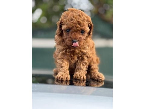 Küçük poodle prensler ve prensesler