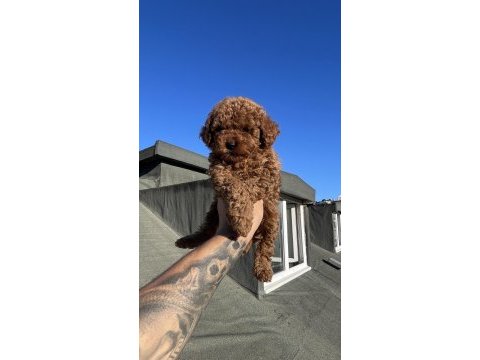 Kg garantili orjinal poodle yavrular