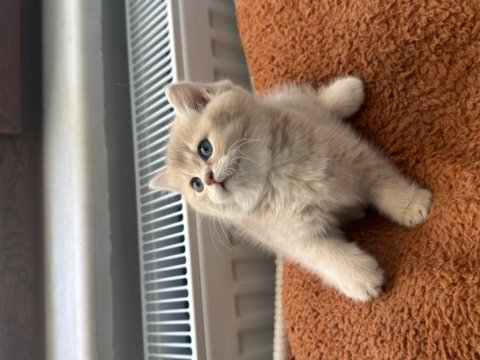 Muhteşem anne babadan british shorthair yavrular