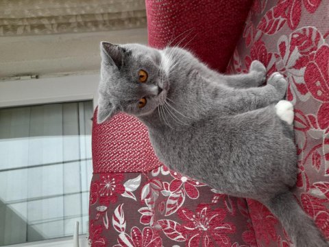 2 yaşında kızanda british shorthair
