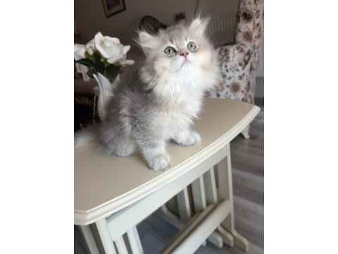 British longhair blue golden ay kardeşler