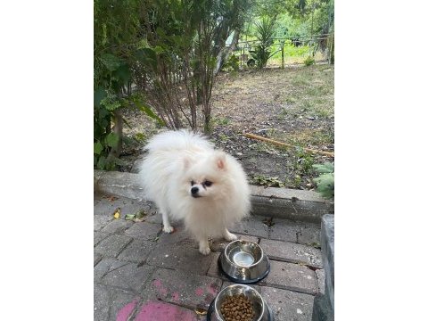 10 aylık erkek pomeranian boo yeni sahibini arıyor