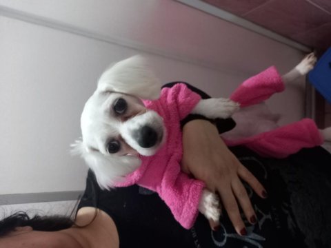 Maltese terrier 6 aylık dişi