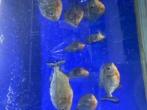 Full etcil pirana 9 adet boylar 13 17 cm arası