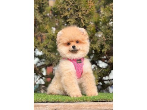 Gerçek tea cup teddy pomeranian boo yavruları