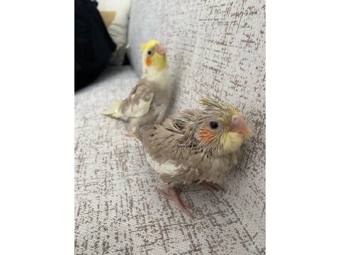 Bebek sultan papağanları