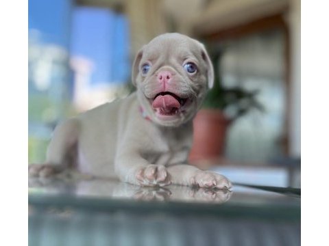 Pug mops (pink)