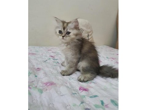 Sahiplenme chinchilla
