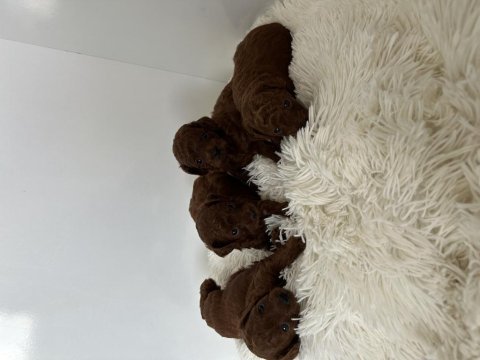 Kore poodle bebekler