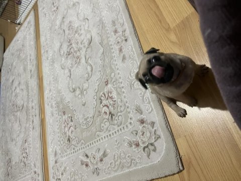 45 günlük krem dişi pug mops