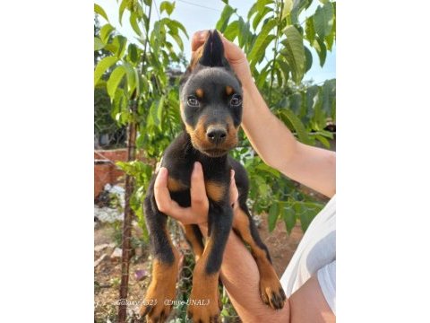 Son erkek doberman