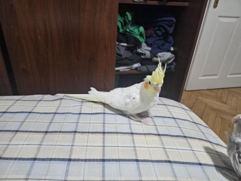 Yavru sultan papağanlar