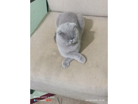 Satılık scottish fold tuvalet eğitimi vardır