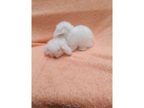 Hollanda teddy lop tavşanı