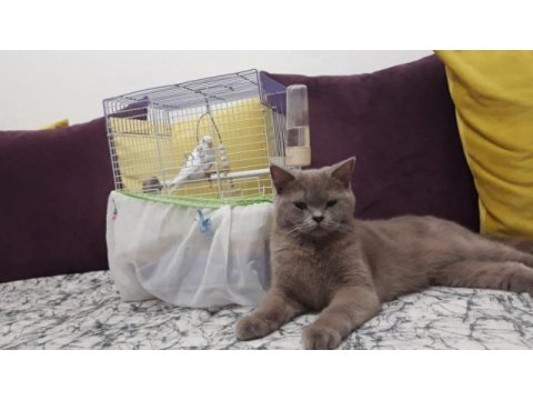 Ücretsiz sahiplendirilecekdir british shorthair