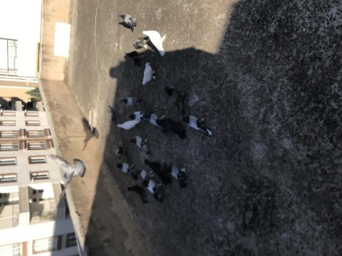 Uygun verilecek taklacı güvercinler