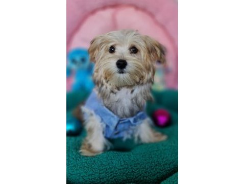 Evin neşe kaynağı sevimli teacup morkie yavrularımız
