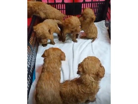 Maltipoo kalite yavrular ırk sağlık garantili