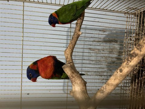 Red colored lori papağanı takımı