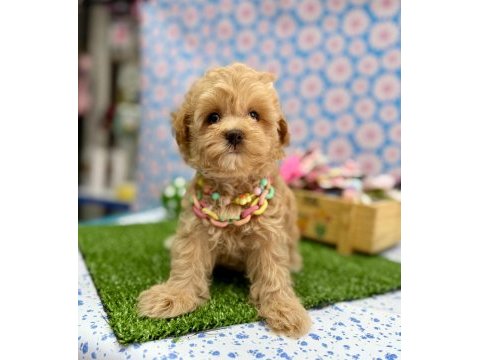 Dizayn ırk maltipoo sevimli bebekler 
