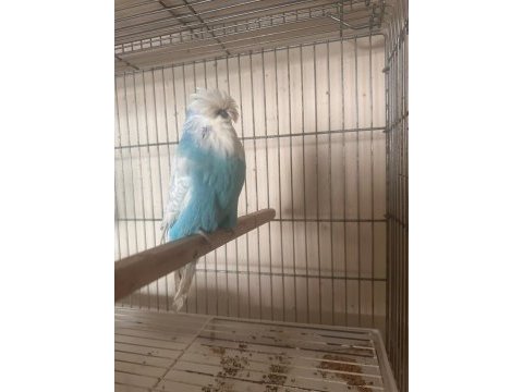 Vasıflı show jumbo erkek muhabbet kuşu