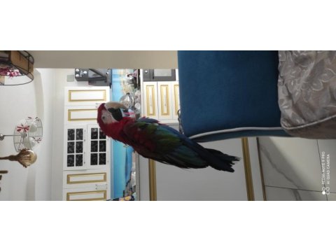 Dişi macaw papağanı