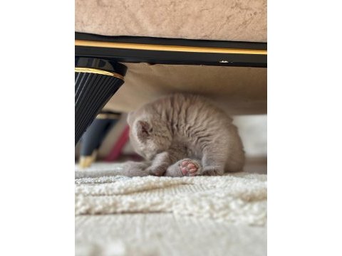 Scottish fold cülide kızıma yuva arıyorum