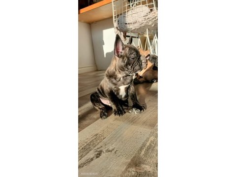 Briendli bebeğimiz french bulldog