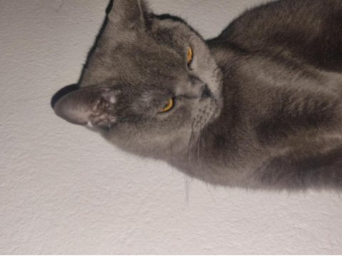 Anaç british shorthair kedimiz