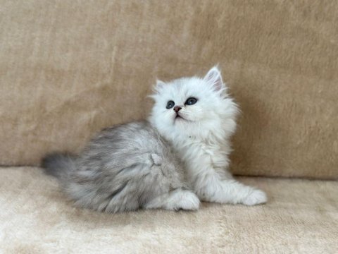Chinchilla güzellikler podyumda