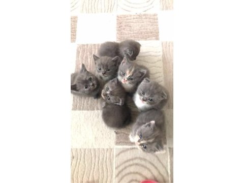 Scottish fold yavruları