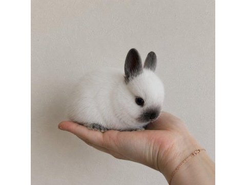 Mini renk cücesi tavşan yavruları