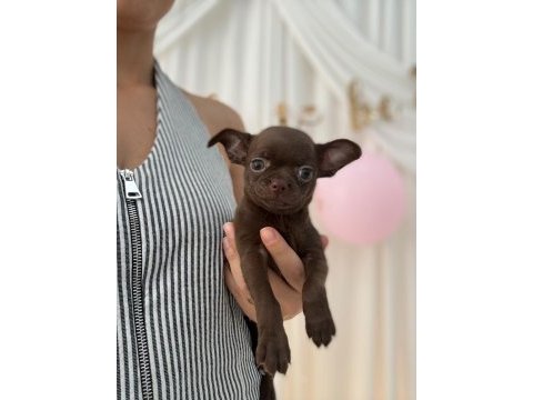 Irk ve sağlık garantili chihuahua yavrularımız