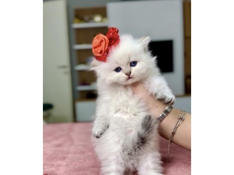 Show kalite ele alışkın bebek kediler