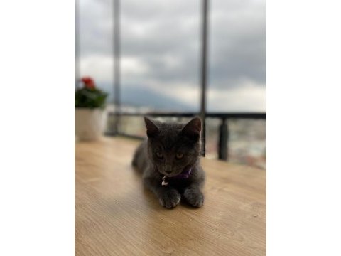 British shorthair acil