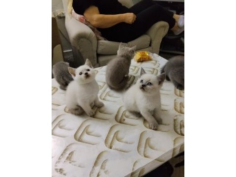 British shorthair kediler