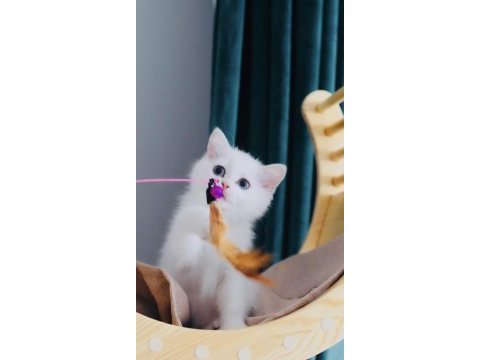 Sevgi dolu british shorthair dişi
