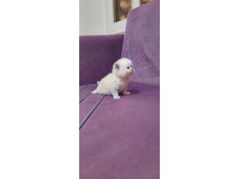 Sevimli chinchilla yavrumuz
