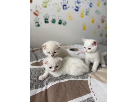 Yeni doğan yavrularımız yuvasını arıyor scottish fold