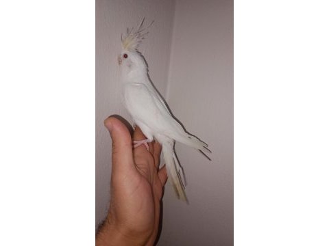Albino sultan papağanı 3,5